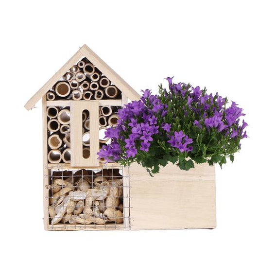 Insektenhotel - Campanula Addenda Intense Purple - Topfgröße 12 cm - Staude - Winterhart