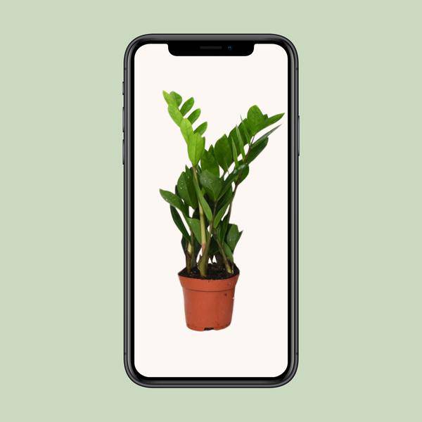 Glücksfeder - Zamioculcas Zamiifolia - Zimmerpflanze - Ø12cm - ↕40cm