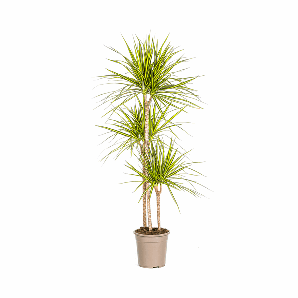 Dracaena Marginata Sonnenstrahl Ø24cm - ↕130 - 150cm