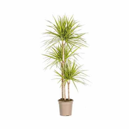 Dracaena Marginata Sonnenstrahl Ø24cm - ↕130 - 150cm