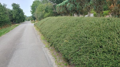 Teppichmispel Cotoneaster suecicus 'Coral Beauty' – 60 Pflanzen – ↕10-25cm – Ø9cm – Winterhart & Bodendecker – Blüten & Beeren für Garten & Balkon