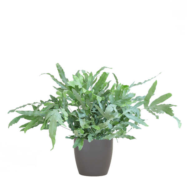 Phlebodium Aureum 'Blue Star' – Blauer Tüpfelfarn – Zimmerpflanze + Viber Grau Topf – Ø17 cm – Höhe 40 cm – Einzigartige graublaue Blätter – Pflegeleicht & stilvoll 