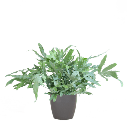 Phlebodium Aureum 'Blue Star' – Blauer Tüpfelfarn – Zimmerpflanze + Viber Grau Topf – Ø17 cm – Höhe 40 cm – Einzigartige graublaue Blätter – Pflegeleicht & stilvoll 