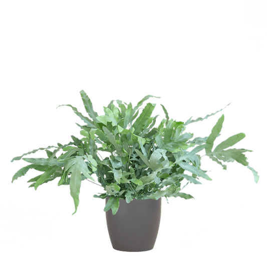 Phlebodium Aureum 'Blue Star' – Blauer Tüpfelfarn – Zimmerpflanze + Viber Grau Topf – Ø17 cm – Höhe 40 cm – Einzigartige graublaue Blätter – Pflegeleicht & stilvoll 