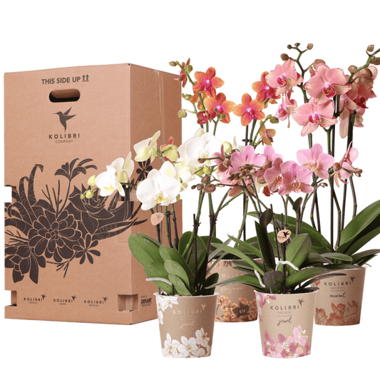 Überraschungsbox mit 4 verschiedenen Orchideen 12cm - Zimmerpflanze