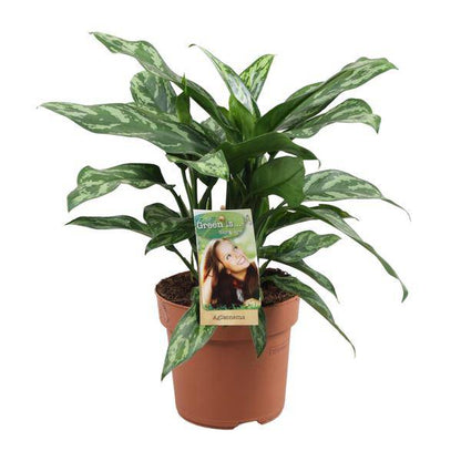 Kolbenfaden - Aglaonema Maria - Zimmerpflanze - Ø17cm - ↕40cm 