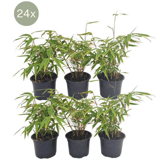 Schirmbambus - Fargesia Rufa - Ø13cm - ↕25cm - 24 Stück 