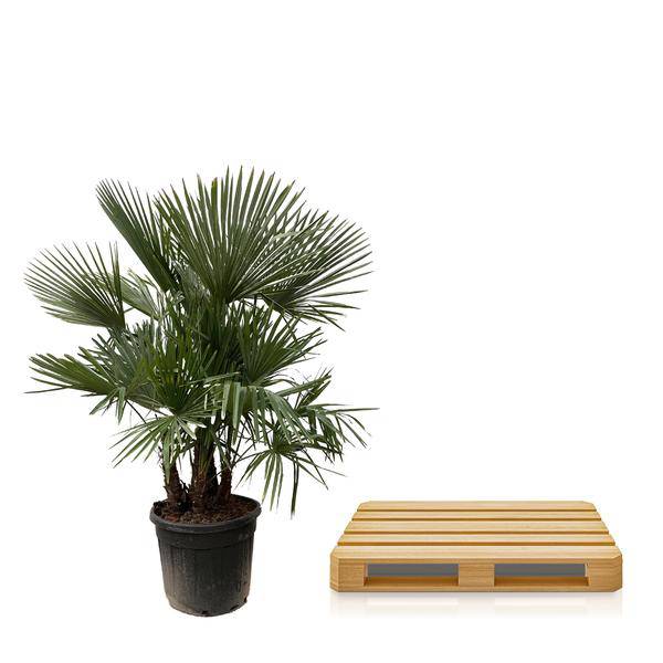 Hanfpalme - Trachycarpus mehrstämmig - 230cm - ø50cm