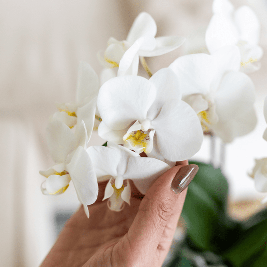 Orchidee Amabilis Weiß - Zimmerpflanze - Malaga Ziertopf Grün Ø9cm