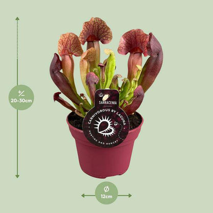 Sarracenia Catesbaei – Fleischfressende Zimmerpflanze – Ø12cm Topf – 23cm Höhe – Pflegeleicht & Dekorativ 
