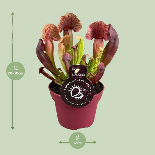 Sarracenia Catesbaei – Fleischfressende Zimmerpflanze – Ø12cm Topf – 23cm Höhe – Pflegeleicht & Dekorativ 