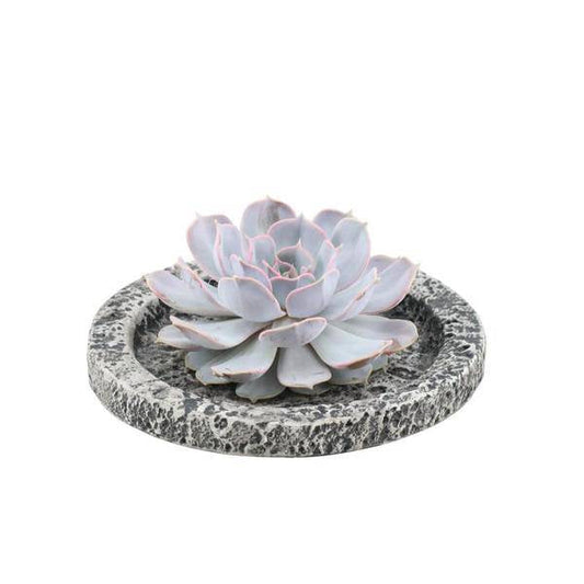 Sukkulente - Echeveria Lilacina in Schale 'Concrete' - Zimmerpflanze - Ø20 cm - ↕5cm 