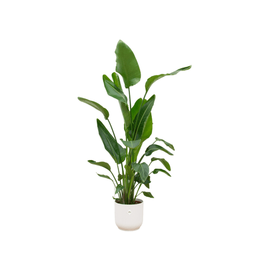 Strelitzia Nicolai – Baum-Strelitzie – ca. 160cm hoch – Ø30cm – Inkl. Pflanztopf Vibes Fold Rund Weiß – Tropische XXL Zimmerpflanze mit großen Blättern – Exotische Grünpflanze für Wohnzimmer & Büro 