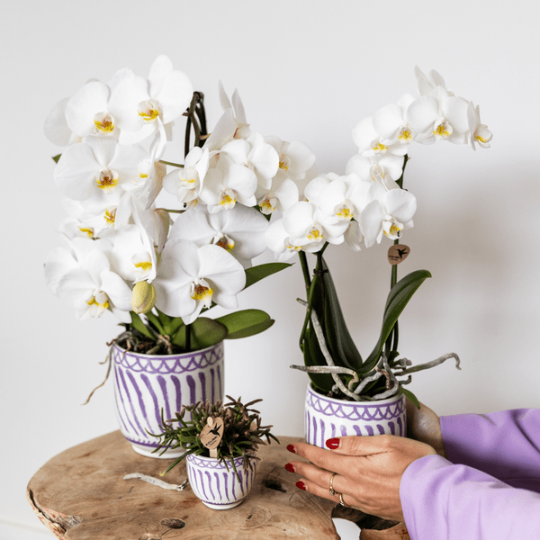 Topf Granada - Flieder - Ø6cm 