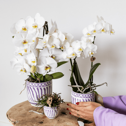 Topf Granada - Flieder - Ø6cm 