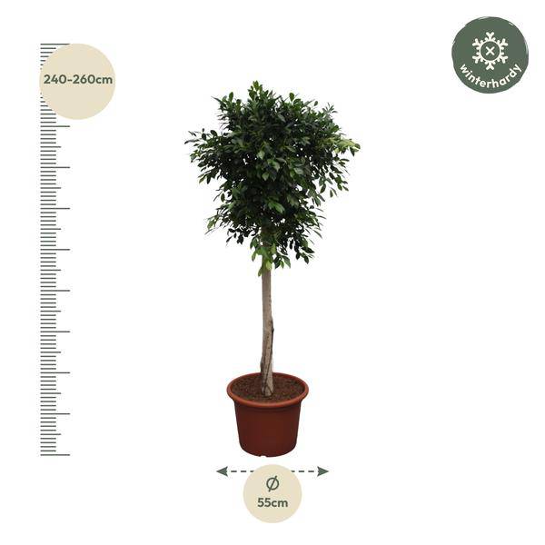 Chinesische Feige - Ficus Nitida - 250cm - ø55cm