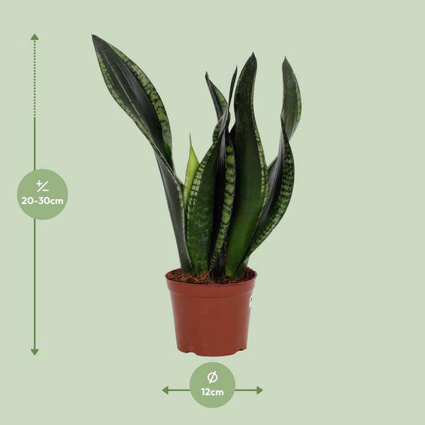 Bogenhanf – Sansevieria Whitney – Schwiegermutterzunge – Ø12 cm Topf – ca. 27 cm hoch – Luftreinigende Zimmerpflanze