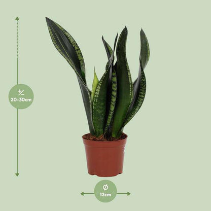 Bogenhanf – Sansevieria Whitney – Schwiegermutterzunge – Ø12 cm Topf – ca. 27 cm hoch – Luftreinigende Zimmerpflanze