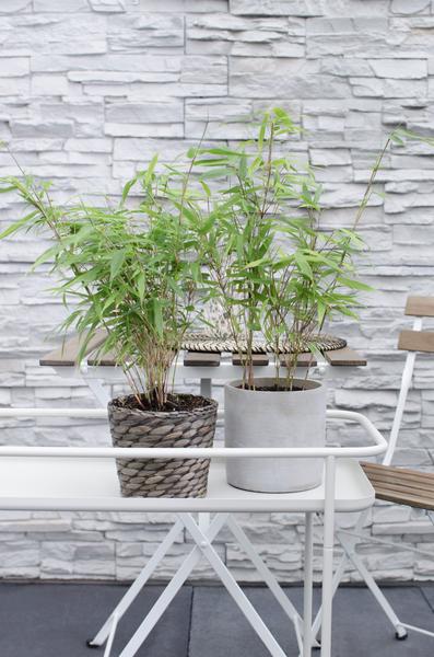 Schirmbambus - Fargesia rufa - Ø14cm - ↨40cm