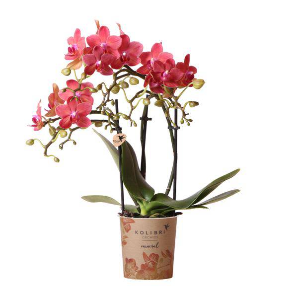 rote Phalaenopsis-Orchidee - Kongo - Topfgröße Ø9cm | blühende Zimmerpflanze - frisch vom Züchter - Oasis of Life