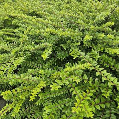 Heckenmyrthe - Lonicera nit. 'Maigrün' - ↕10-25cm - Ø9cm - 60 Stück