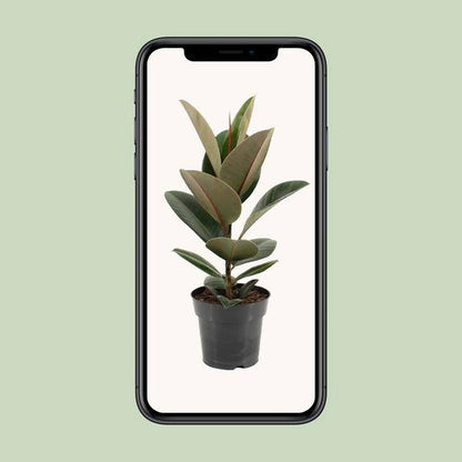 Gummibaum - Ficus Elastica Robusta - Zimmerpflanze - Ø17cm - ↕55cm