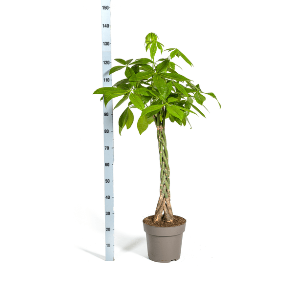 Pachira Aquatica Ø27cm - ↕140-150cm - Oasis of Life
