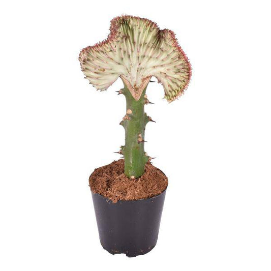 Euphorbia lactea Cristata Rot – Korallen-Wolfsmilch – Zimmerpflanze ca. 35cm – ø12cm – Exotische Sukkulente in Korallenform – Pflegeleichte Kaktuspflanze für sonnige Standorte 