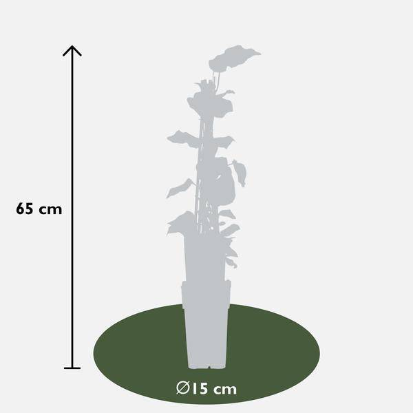 Bunter Efeu - Hedera algeriensis 'Gloire de Maren' - ↨65cm - Ø15cm - 4 Stück