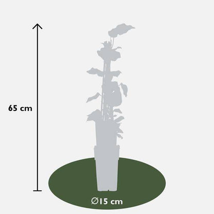 Bunter Efeu - Hedera algeriensis 'Gloire de Maren' - ↨65cm - Ø15cm - 4 Stück