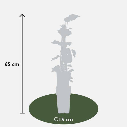 Bunter Efeu - Hedera algeriensis 'Gloire de Maren' - ↨65cm - Ø15cm - 4 Stück