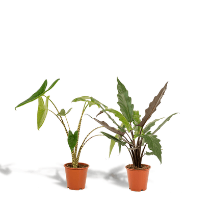 Pflanzenset - Pfeilblätter - Alocasia Zebrina - Ø19cm - ↕75cm + Alocasia Lauterbachiana - Ø19cm - ↕75cm