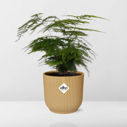 Feder-Spargel - Asparagus Setaceus 'Plumosus' - Zimmerpflanze + Topf Vibes Fold 14cm Gelb