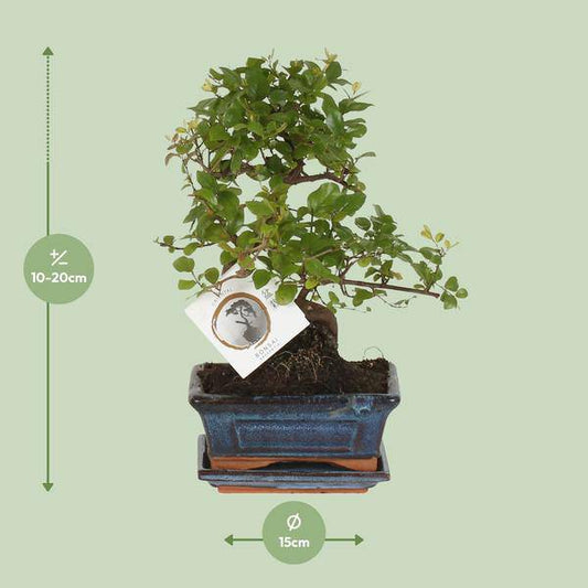 Bonsai - S-Form - Zimmerpflanze - Ø15cm - ↕15cm 