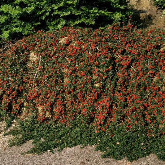 Cotoneaster prostratus 'Königin der Teppiche' – Teppichmispel – Ø9cm – ↕10-25cm – 60 Pflanzen – Robuster Bodendecker mit Blüten & Beeren