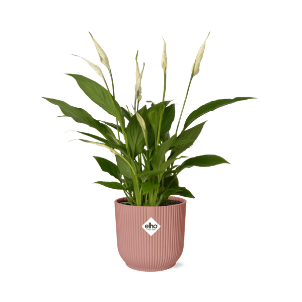 Einblatt - Spathiphyllum Torelli - Zimmerpflanze - 12cm + Topf Vibes Fold 14cm Rosa