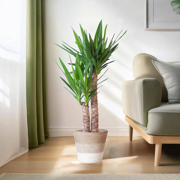 Yucca Elephantipes – Riesen-Palmlilie – Zimmerpflanze – ca. 90cm hoch – Ø21cm – In Pflanzkorb Lissabon Weiß – Pflegeleicht & dekorativ 