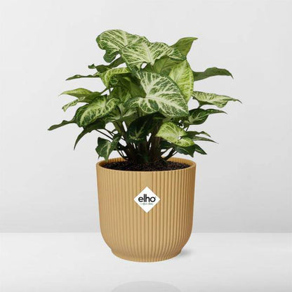 Purpurtute - Syngonium Arrow - Zimmerpflanze + Topf Vibes Fold 14cm Gelb
