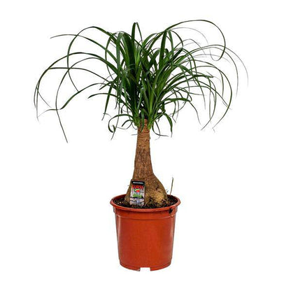 Elefantenfuß - Beaucarnea Nolina - Zimmerpflanze - Ø19cm - ↕60cm