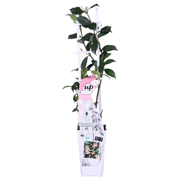 Sternjasmin Trachelospermum 'Star of Ibiza' – 2er-Set – ca. 65cm hoch im Ø15cm – Immergrüne, winterharte Kletterpflanze mit rosa Blüten – Für Balkon, Terrasse & Garten
