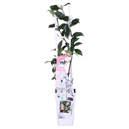 Sternjasmin Trachelospermum 'Star of Ibiza' – 2er-Set – ca. 65cm hoch im Ø15cm – Immergrüne, winterharte Kletterpflanze mit rosa Blüten – Für Balkon, Terrasse & Garten