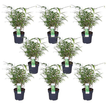 Schirmbambus - Fargesia rufa - ↨40cm - Ø14cm - 8 Stück