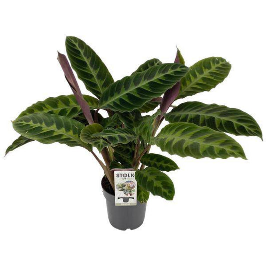 Calathea Warscewiczii – Korbmarante – Zimmerpflanze – Ø14cm – Höhe ca. 50cm – Exotisches Blattmuster – Pflegeleicht & Luftreinigend 