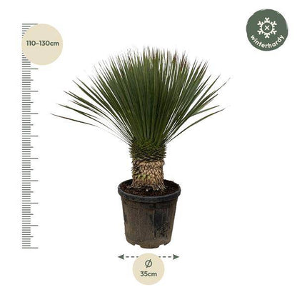 Palmlilie - Yucca Rostrata - Zimmerpflanze - 100 cm - ø38cm
