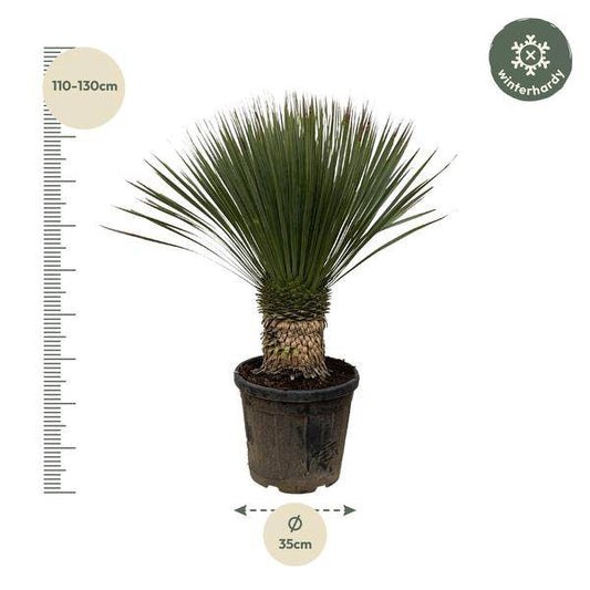 Palmlilie – Yucca Rostrata 100cm – Ø38cm – Exotische Wüstenpflanze mit blaugrauen Blättern – Pflegeleichte Zimmer- & Kübelpflanze für Wohnzimmer, Terrasse & Garten 