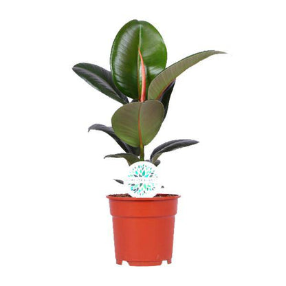 Gummibaum - Ficus Elastica Robusta - Zimmerpflanze - Ø17cm - ↕55cm 