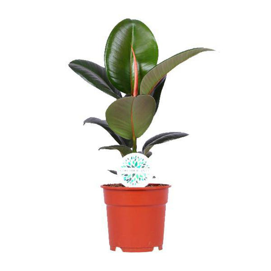 Gummibaum - Ficus Elastica Robusta - Zimmerpflanze - Ø17cm - ↕55cm 