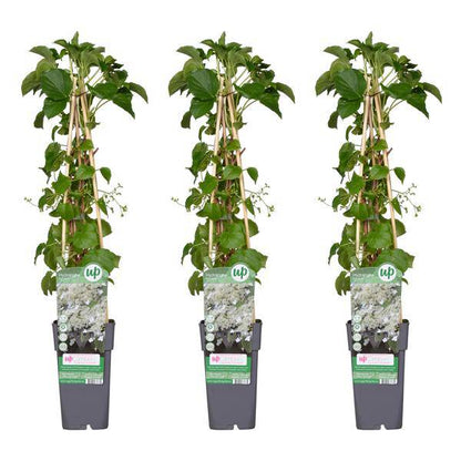 Kletter-Hortensie - Hortensie petiolaris - ↨65cm - Ø15cm - 3 Stück
