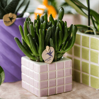 Sukkulente - Crassula Hobbit - Ø6cm - Zimmerpflanze 