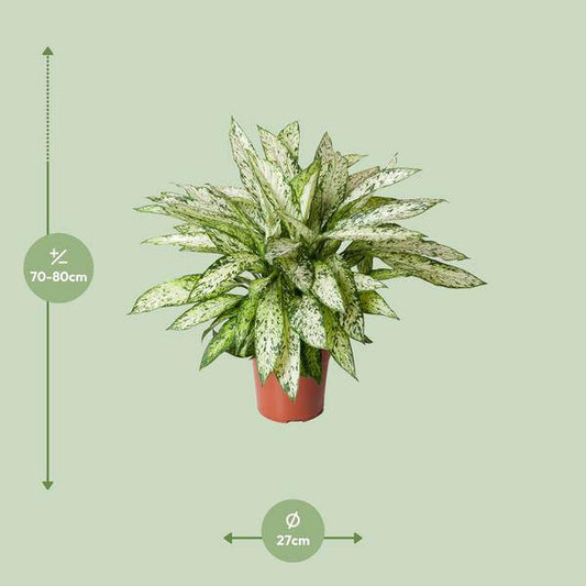 Dieffenbachie - Dieffenbachia Vesuvius - Zimmerpflanze - Ø27cm - ↕80cm 